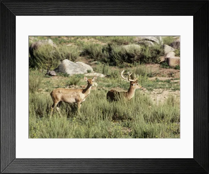 Framed Print : Eld's Deer / Brow-antlered Deer / Thamin - male Framed Print : Eld's Deer / Brow-antlered Deer / Thamin - male