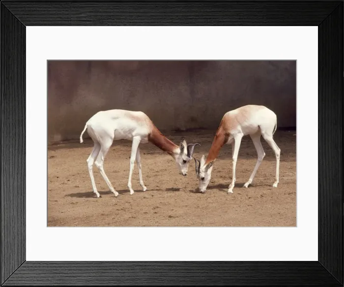 Framed Print : Dama / Addra / Red-shouldered / Re-necked Gazelle - endangered, male & female. Distrubution: Eastern Sahara Framed Print : Dama / Addra / Red-shouldered / Re-necked Gazelle - endangered, male & female. Distrubution: Eastern Sahara