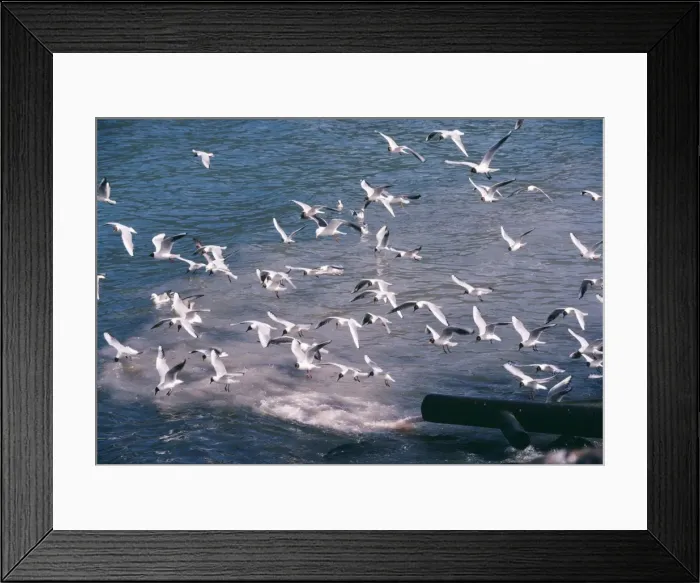 Framed Print : Black-headed Gull - flock feeding from waste water from fish processing plant Framed Print : Black-headed Gull - flock feeding from waste water from fish processing plant