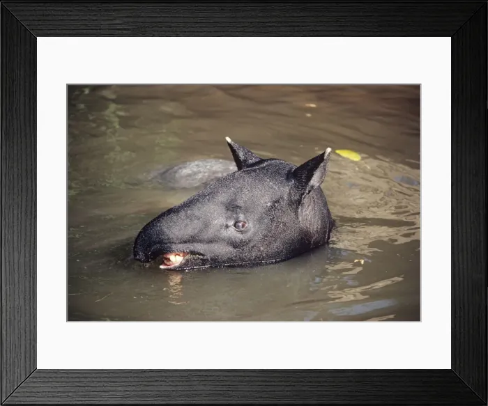 Framed Print : Malayan Tapir - in water Framed Print : Malayan Tapir - in water