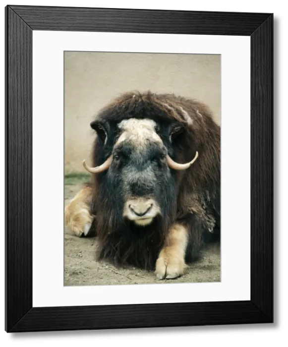 Framed Print : Musk Ox. KF-10955. MUSKOX. Ovibos moschatus wardi Framed Print : Musk Ox. KF-10955. MUSKOX. Ovibos moschatus wardi