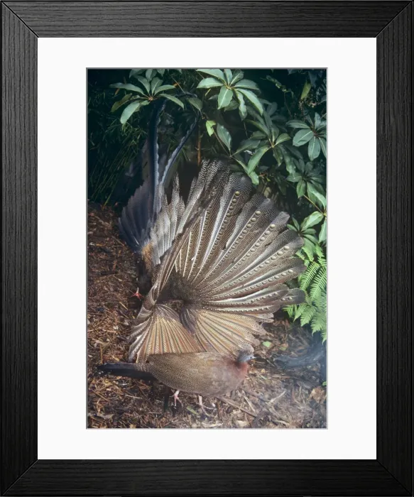 Framed Print : Malaysian Great Argus - male displaying to female Framed Print : Malaysian Great Argus - male displaying to female