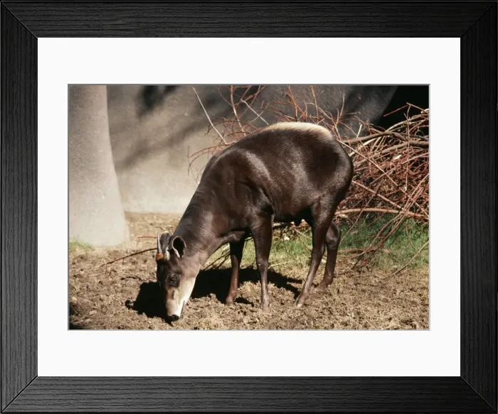 Framed Print : Yellow-backed Duiker Framed Print : Yellow-backed Duiker