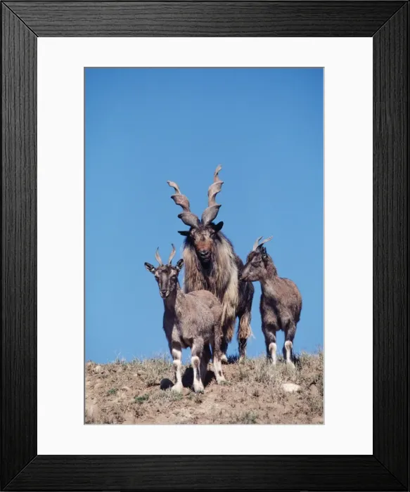 Framed Print : Turkomen Markhor - one male & two females Framed Print : Turkomen Markhor - one male & two females