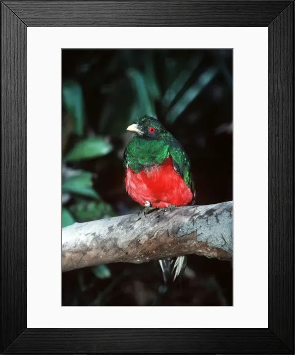 Framed Print : Crested Quetzal - male Framed Print : Crested Quetzal - male