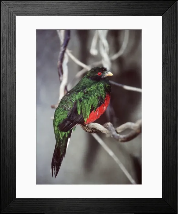 Framed Print : Crested Quetzal - male Distribution: Venezuela, Peru, Ecuador, Bolivia, Columbia Framed Print : Crested Quetzal - male Distribution: Venezuela, Peru, Ecuador, Bolivia, Columbia