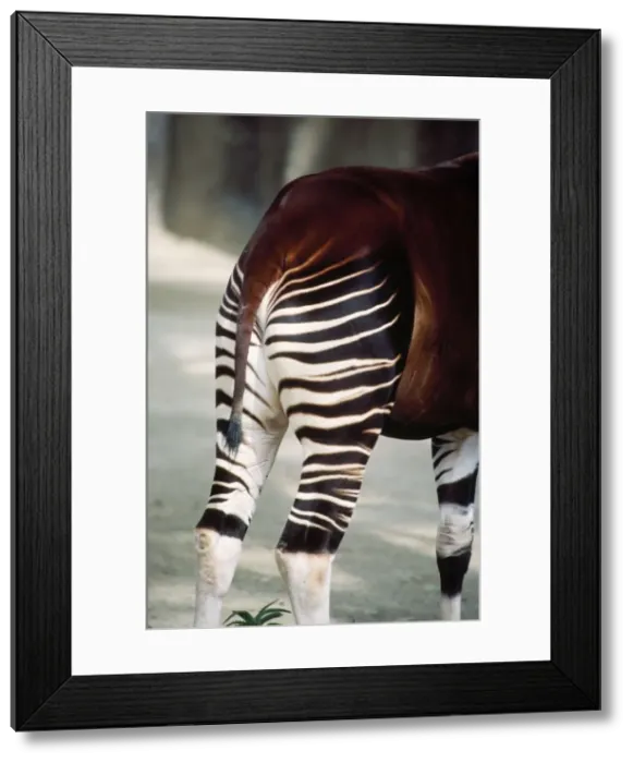 Framed Print : Okapi. KF-11425. OKAPI - STRIPE PATTERN. Okapia johnstoni Framed Print : Okapi. KF-11425. OKAPI - STRIPE PATTERN. Okapia johnstoni