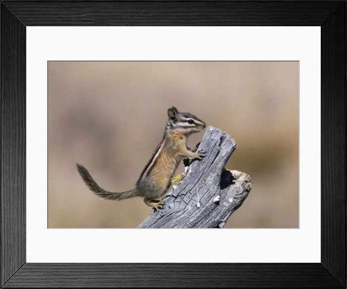 Framed Print : Yellow Pine Chipmunk Western USA Framed Print : Yellow Pine Chipmunk Western USA