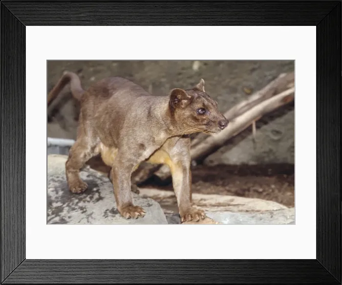 Framed Print : Fossa Madagascar Framed Print : Fossa Madagascar