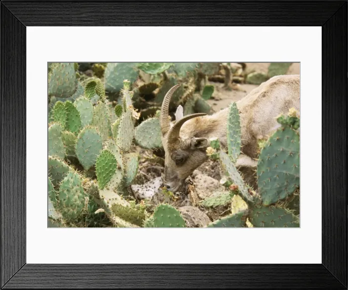 Framed Print : Desert Bighorn Sheep - female, eating Prickly Pear Cactus Framed Print : Desert Bighorn Sheep - female, eating Prickly Pear Cactus