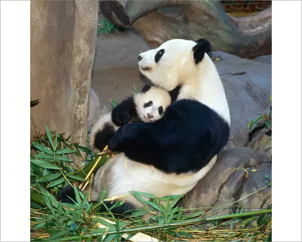 Giant Panda - female holding four month old young born in a Zoo. San Diago Zoo, California, USA