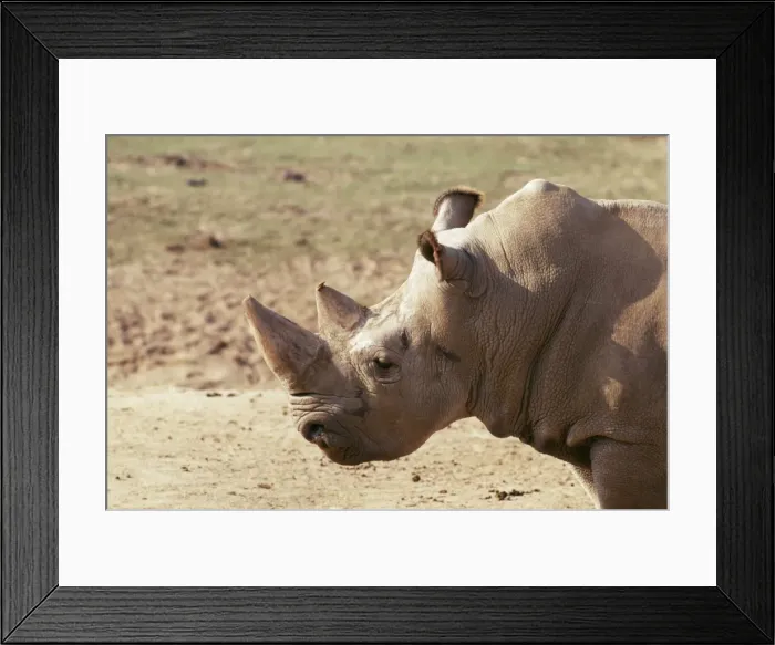 Framed Print : Northern White Rhinoceros Framed Print : Northern White Rhinoceros