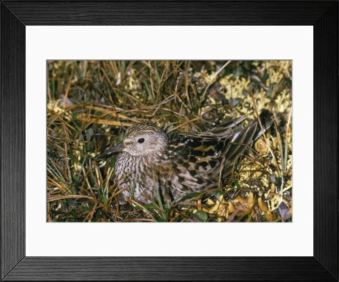 Framed Print : White-rumped Sandpiper - on nest Victoria Island Canada Framed Print : White-rumped Sandpiper - on nest Victoria Island Canada