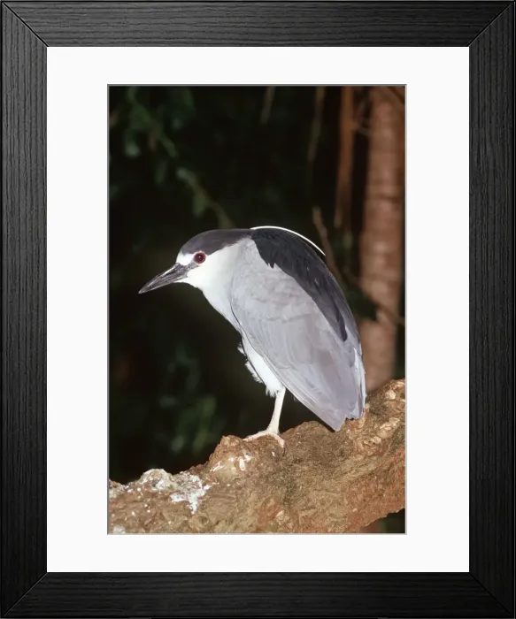 Framed Print : Black-Crowned Night Heron Framed Print : Black-Crowned Night Heron