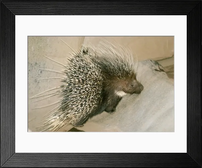 Framed Print : Kenya Crested Porcupine Framed Print : Kenya Crested Porcupine