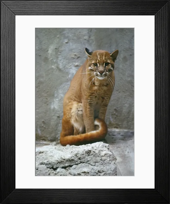 Framed Print : Temminck's Golden Cat. Removed fence to the right