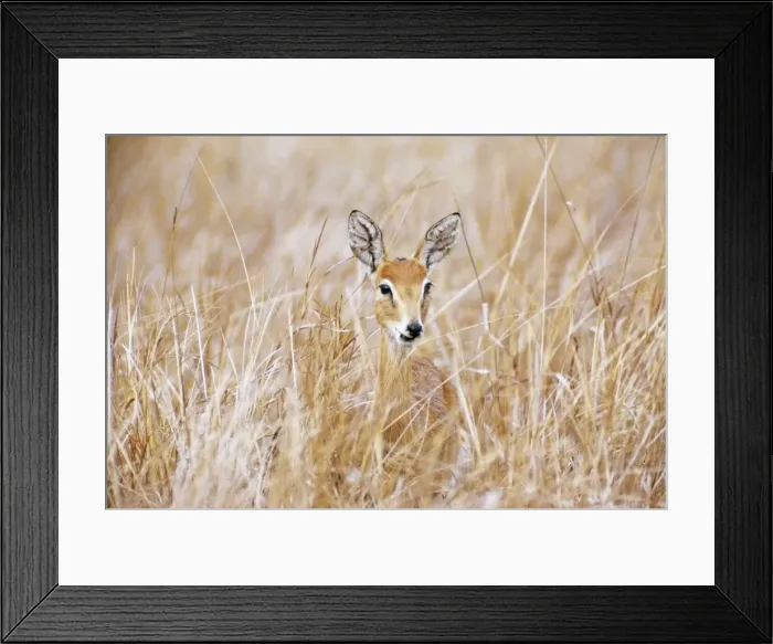 Framed Print : Oribi - female Gorangosa National Park in Central Mozambique, Africa Framed Print : Oribi - female Gorangosa National Park in Central Mozambique, Africa