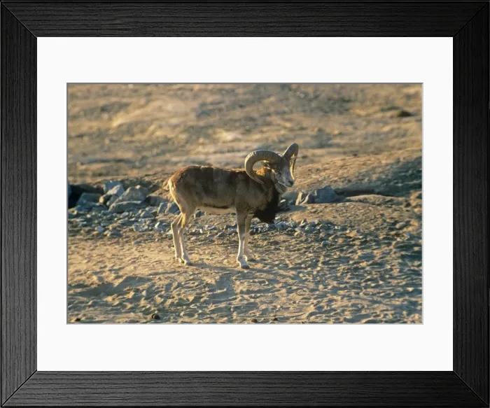 Framed Print : Turkomen / Afghan Urial Sheep - male Framed Print : Turkomen / Afghan Urial Sheep - male