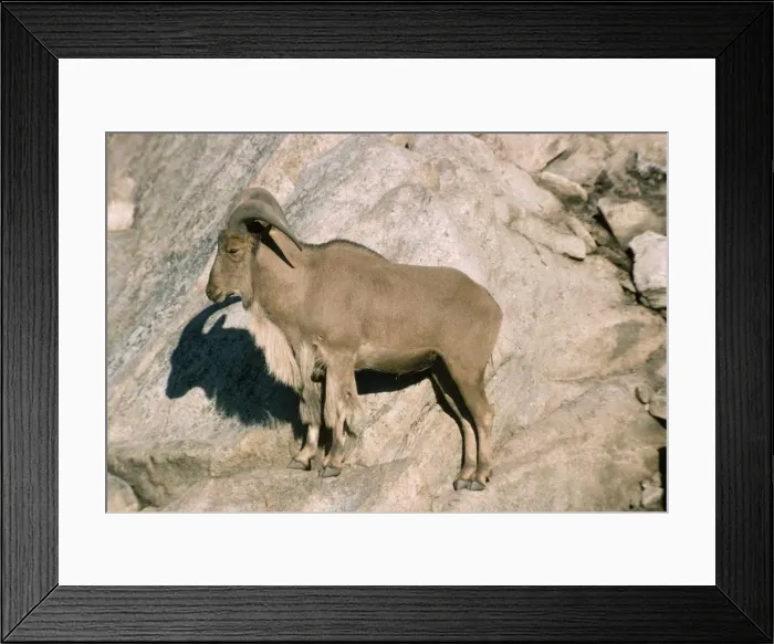 Framed Print : Aoudad  /  Barbary Sheep - male