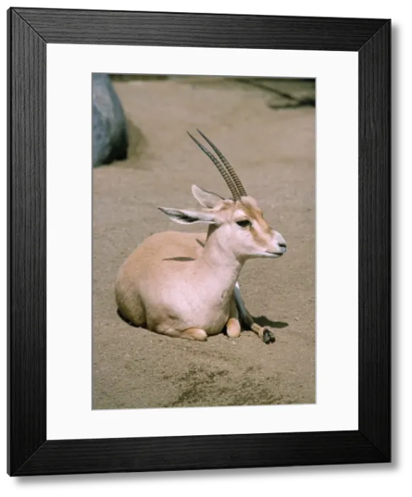 Framed Print : Slender-horned / Rhim / Sand Gazelle - endangered, female. Distrubution: Eastern Sahara Desert Framed Print : Slender-horned / Rhim / Sand Gazelle - endangered, female. Distrubution: Eastern Sahara Desert