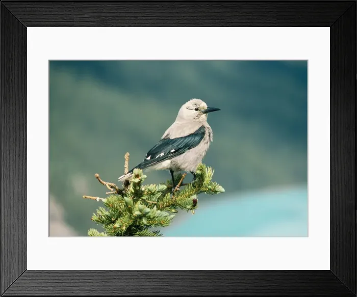 Framed Print : Clark's Nutcracker Framed Print : Clark's Nutcracker
