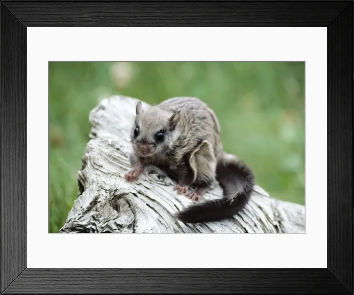 Framed Print : Northern Flying Squirrel Cananda, North America Framed Print : Northern Flying Squirrel Cananda, North America