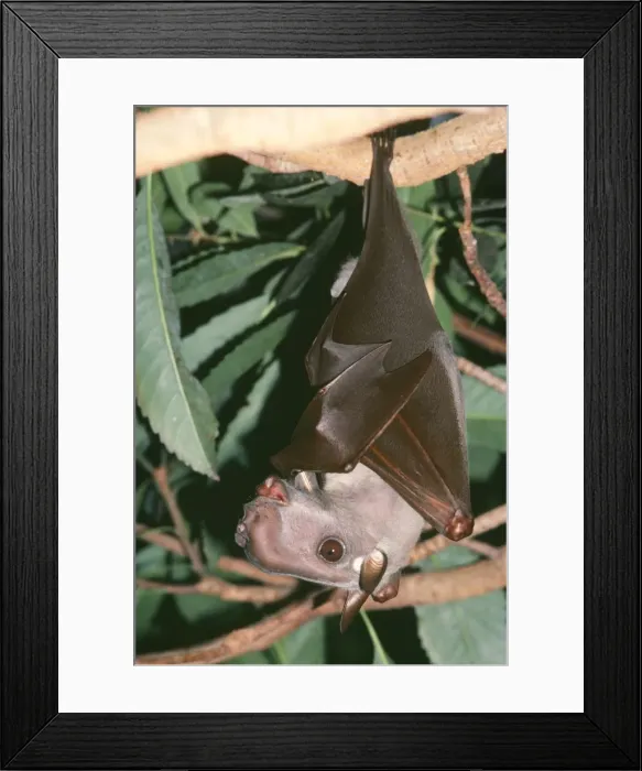 Framed Print : Hammerhead Fruit Bat Distribution: Gambia, Sudan, Zaire, North East Angola Framed Print : Hammerhead Fruit Bat Distribution: Gambia, Sudan, Zaire, North East Angola