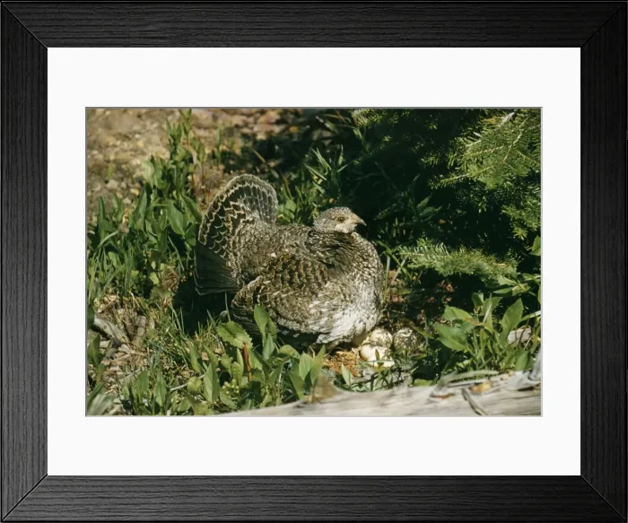 Framed Print : Blue Grouse Female at nest with eggs Framed Print : Blue Grouse Female at nest with eggs