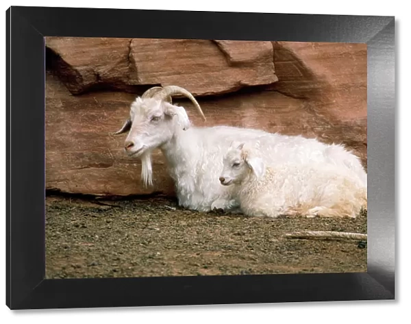 Angora Goat - with kid