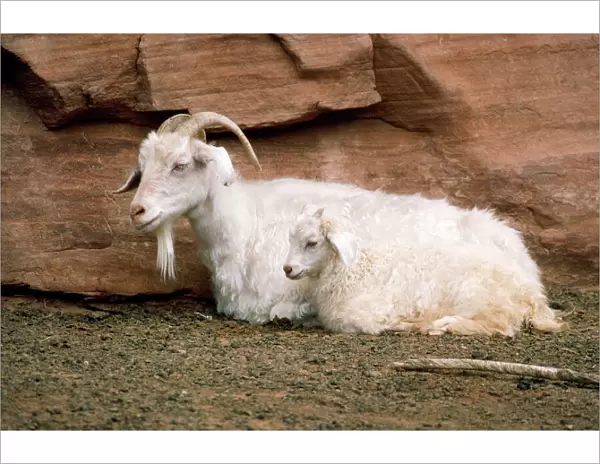 Angora Goat - with kid