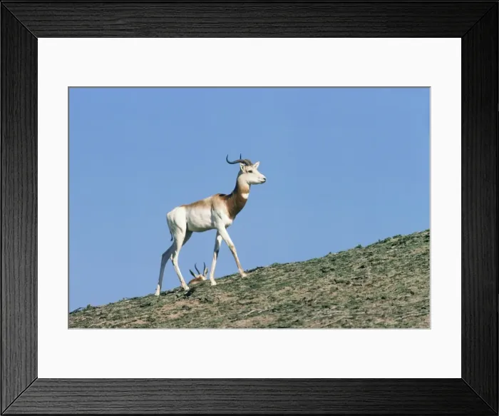 Framed Print : Senegal Dama Gazelle - also known as Addra gazelle, ariel, nanger and ril. Male Framed Print : Senegal Dama Gazelle - also known as Addra gazelle, ariel, nanger and ril. Male
