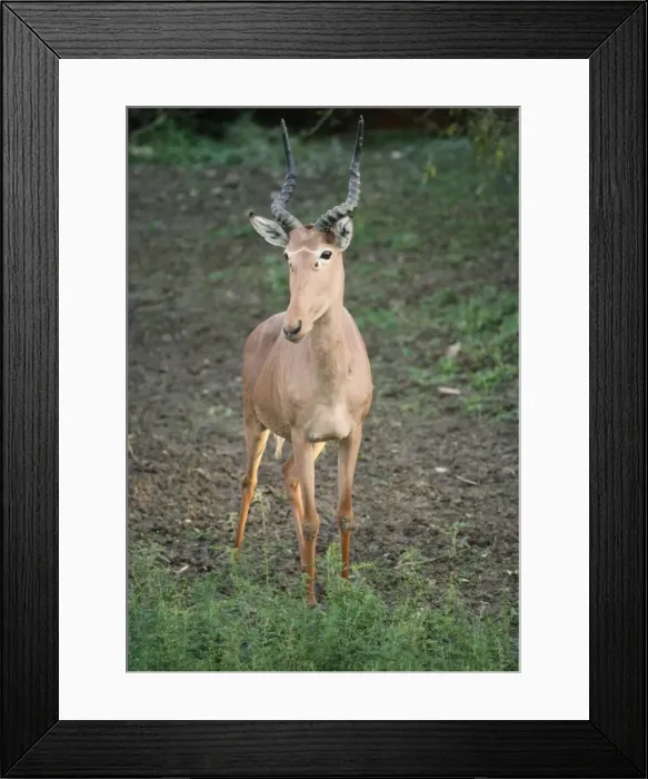 Framed Print : Hunter's Hartebeest / Hunter's Antelope / Hirola / Foureyed Antalope Framed Print : Hunter's Hartebeest / Hunter's Antelope / Hirola / Foureyed Antalope