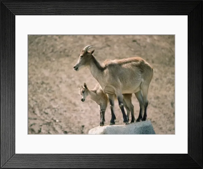 Framed Print : Himalayan Tahr - with young Framed Print : Himalayan Tahr - with young