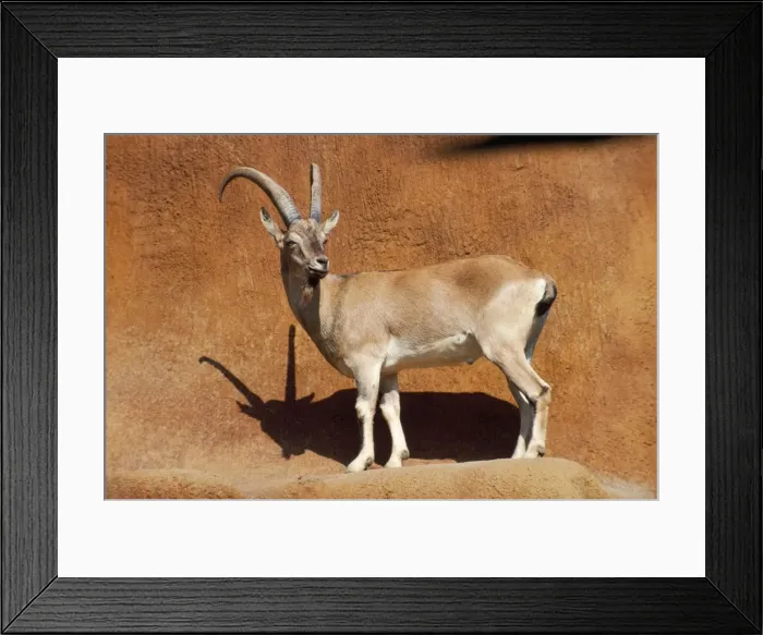 Framed Print : Bezoar Goat Framed Print : Bezoar Goat