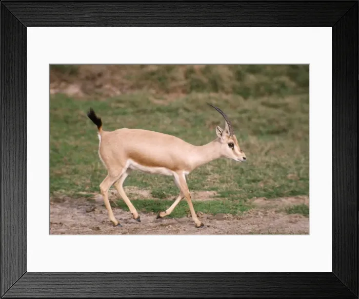 Framed Print : Slender-horned / Rhim / Sand Gazelle Framed Print : Slender-horned / Rhim / Sand Gazelle