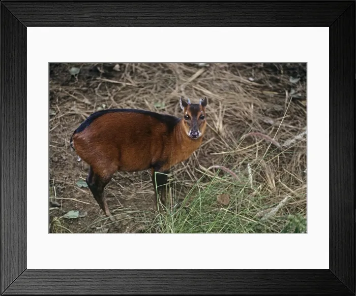 Framed Print : Bay Duiker Framed Print : Bay Duiker