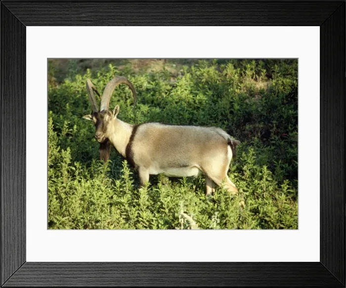 Framed Print : Gretan Goat - male Framed Print : Gretan Goat - male