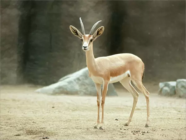 Saharan Dorcas Gazelle - female