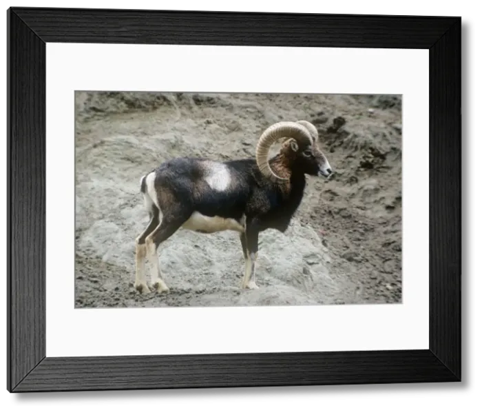 Framed Print : Mouflon Sheep - male Framed Print : Mouflon Sheep - male