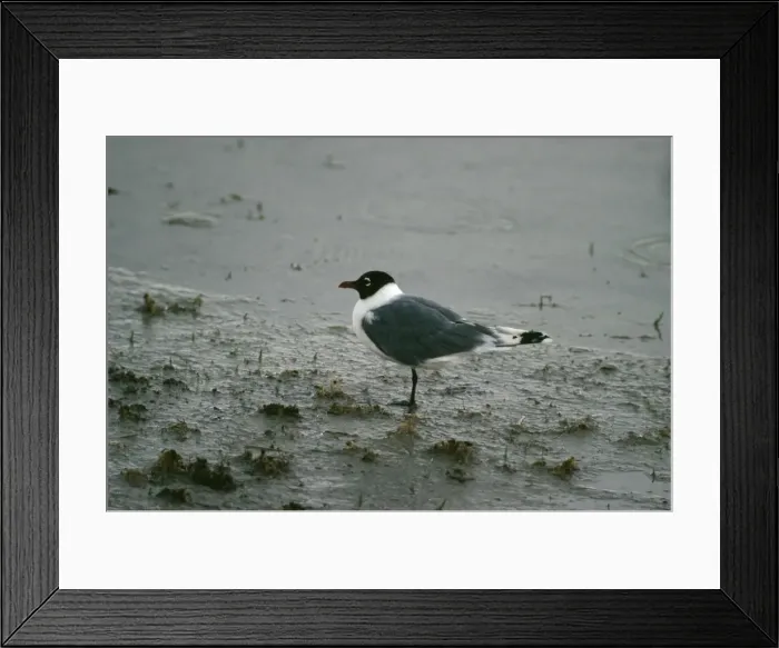 Framed Print : Franklin's Gull Framed Print : Franklin's Gull