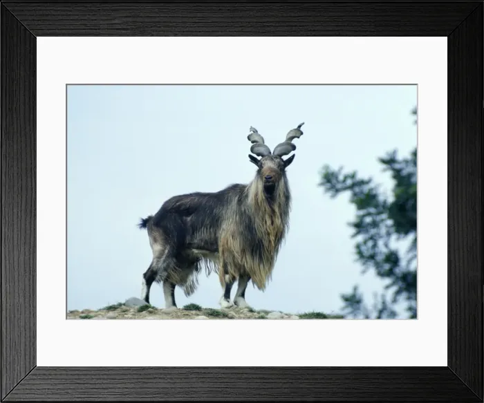 Framed Print : Turkomen Markhor Framed Print : Turkomen Markhor