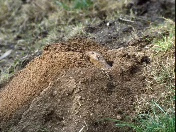 Valley Pocket Gopher - punching dirt from burrow