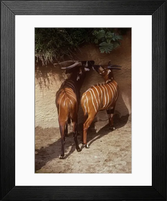 Framed Print : Eastern Bongo Antelope - male & female Framed Print : Eastern Bongo Antelope - male & female
