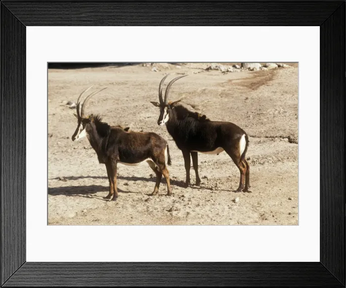 Framed Print : Common Sable Antelope - Male and female Framed Print : Common Sable Antelope - Male and female