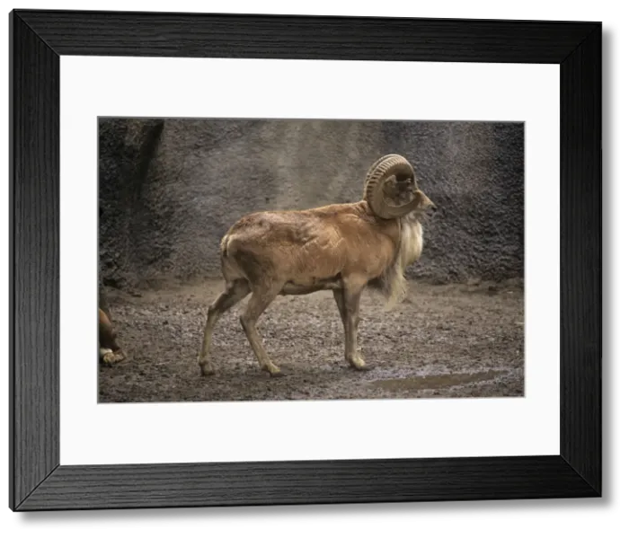 Framed Print : Transcaspian Mouflon / Urial Sheep Framed Print : Transcaspian Mouflon / Urial Sheep