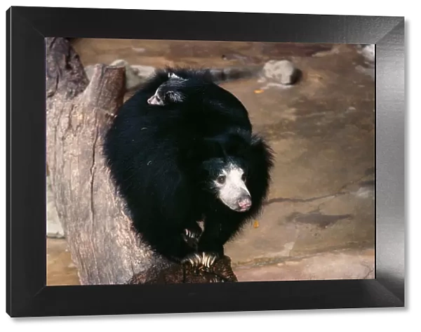 Ceylon Sloth Bear With young on back