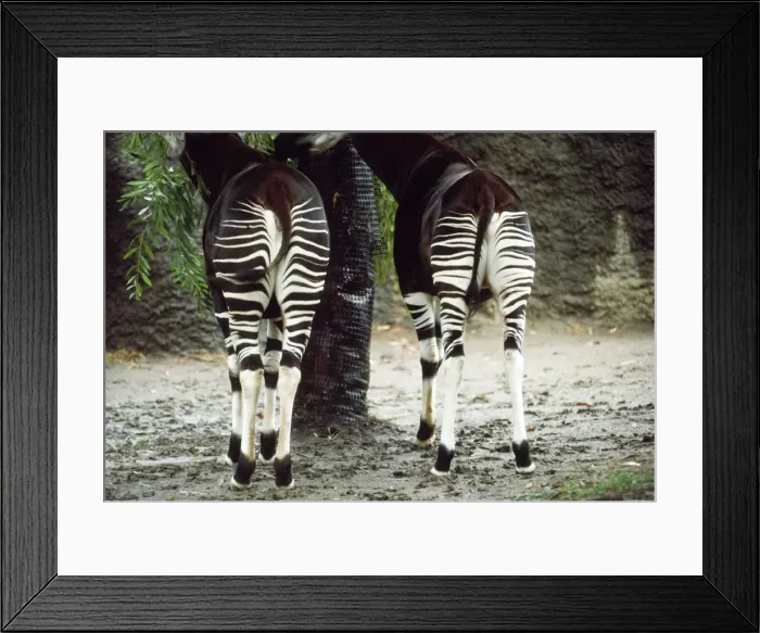 Framed Print : Okapi. KFO-1136. OKAPI-STRIPE PATTERNS. Okapia johnstoni Framed Print : Okapi. KFO-1136. OKAPI-STRIPE PATTERNS. Okapia johnstoni