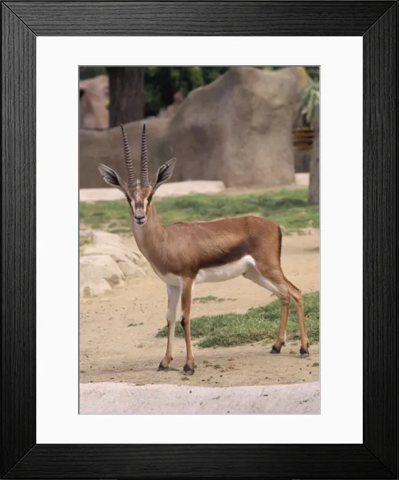 Framed Print : Cuvier's / Atlas / Edmi Gazelle - endangered, male. Distrubution: Sahara Desert - Morocco, Algeria, Tunisia Framed Print : Cuvier's / Atlas / Edmi Gazelle - endangered, male. Distrubution: Sahara Desert - Morocco, Algeria, Tunisia
