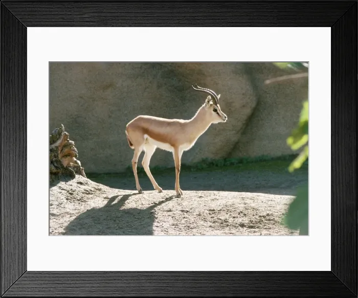 Framed Print : Saharan Dorcas Gazelle - male Framed Print : Saharan Dorcas Gazelle - male