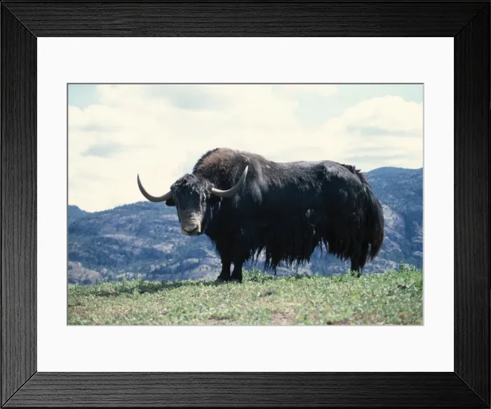 Framed Print : Yak - Male Framed Print : Yak - Male
